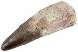 Fossil Spinosaurus Tooth - Real Dinosaur Tooth #367994-1